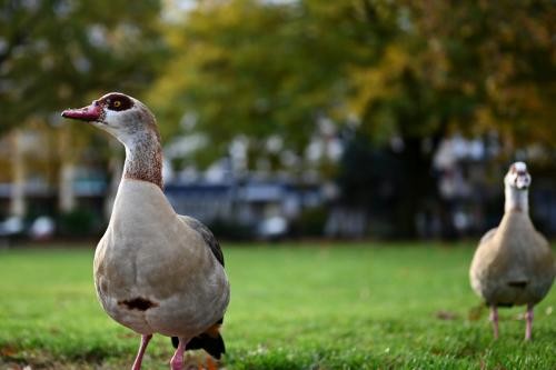 Nilgänse auf einer Wiese