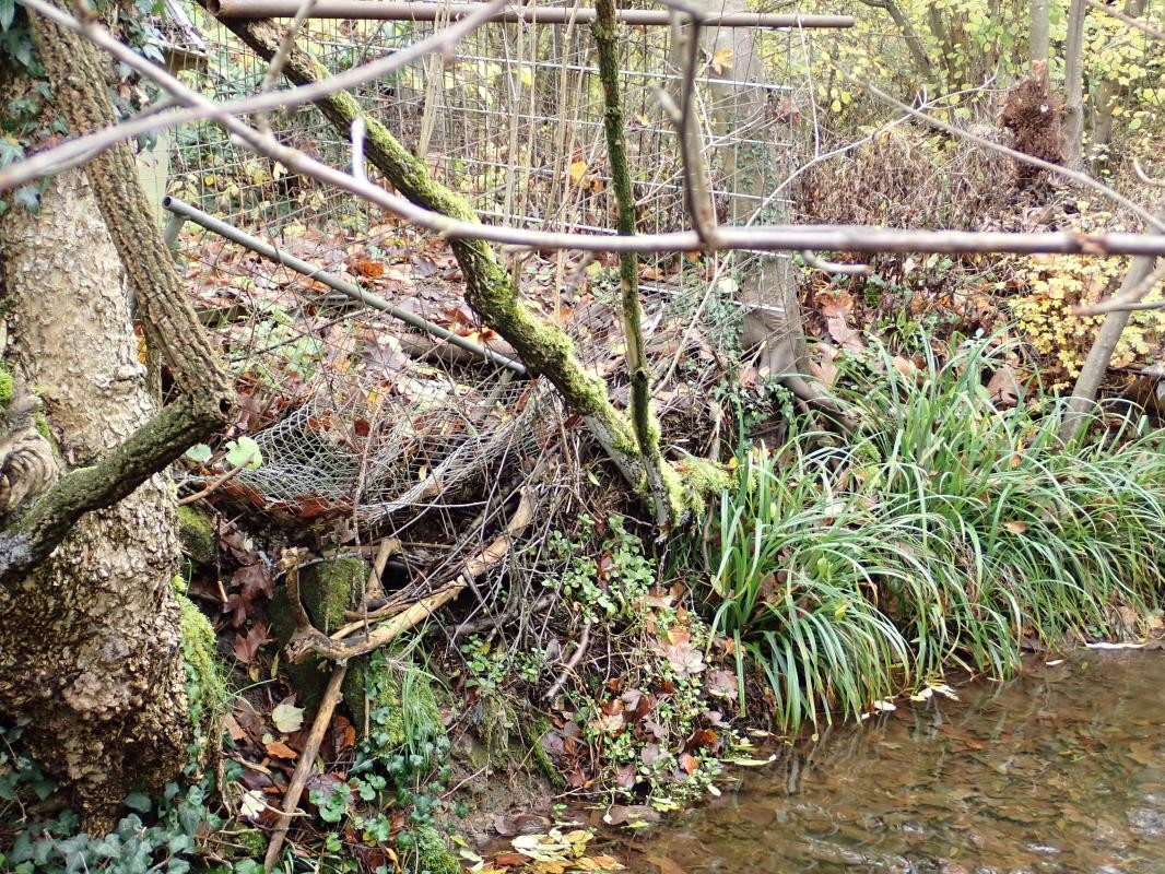 Ufer des Hainbachs mit Bewuchs und Baumstämmen