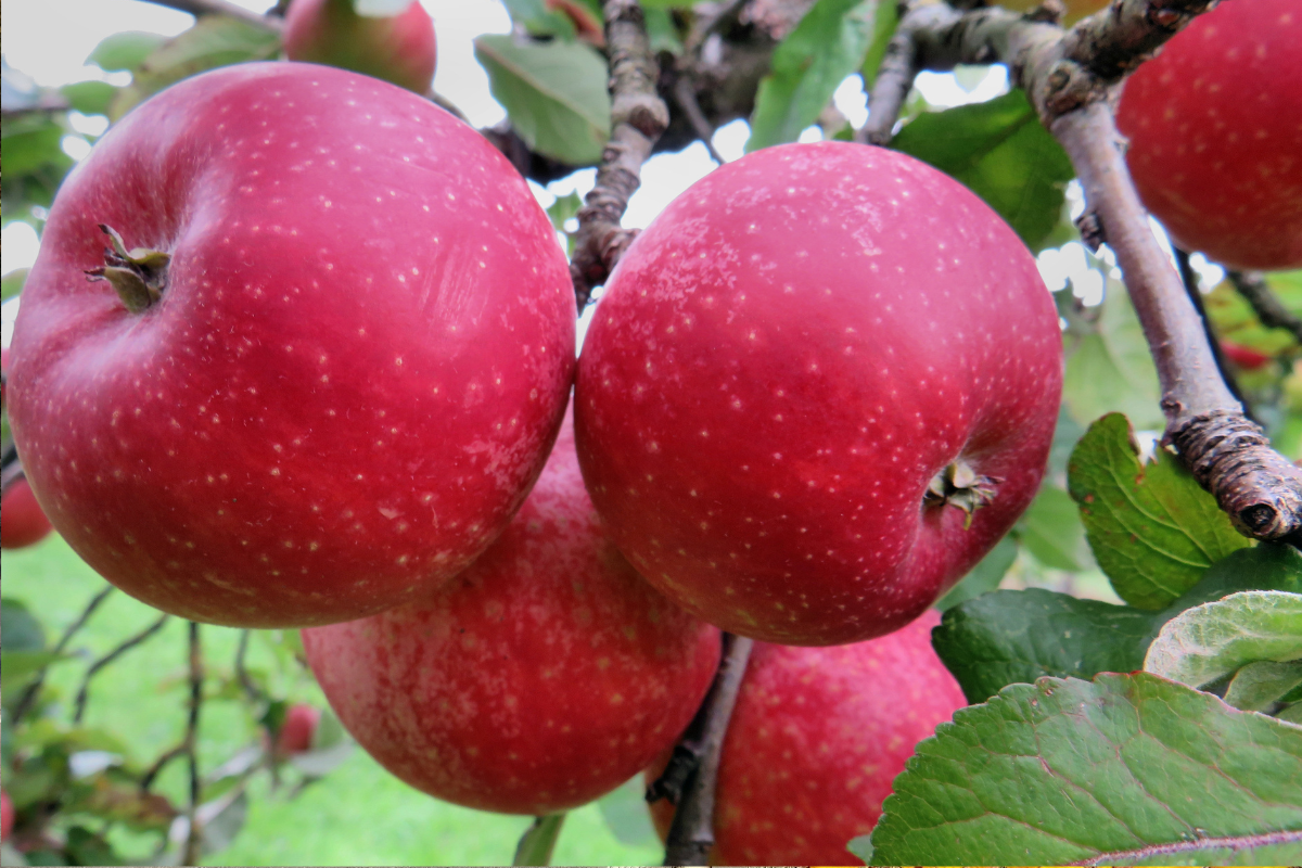 Rote Streuobstäpfel hängen am Baum