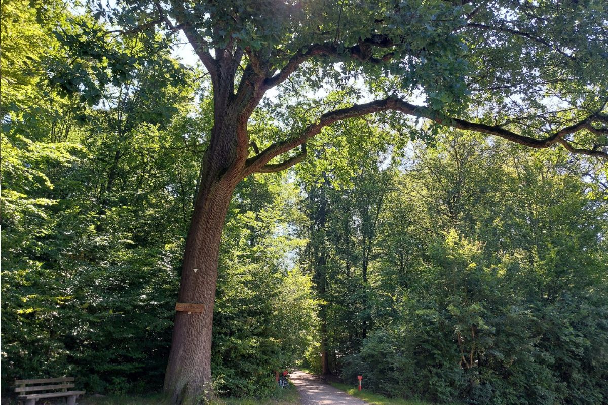 Zu sehen ist eine mächtige Eiche, unter der eine Bank steht. Dahinter führt ein Weg in den Wald.