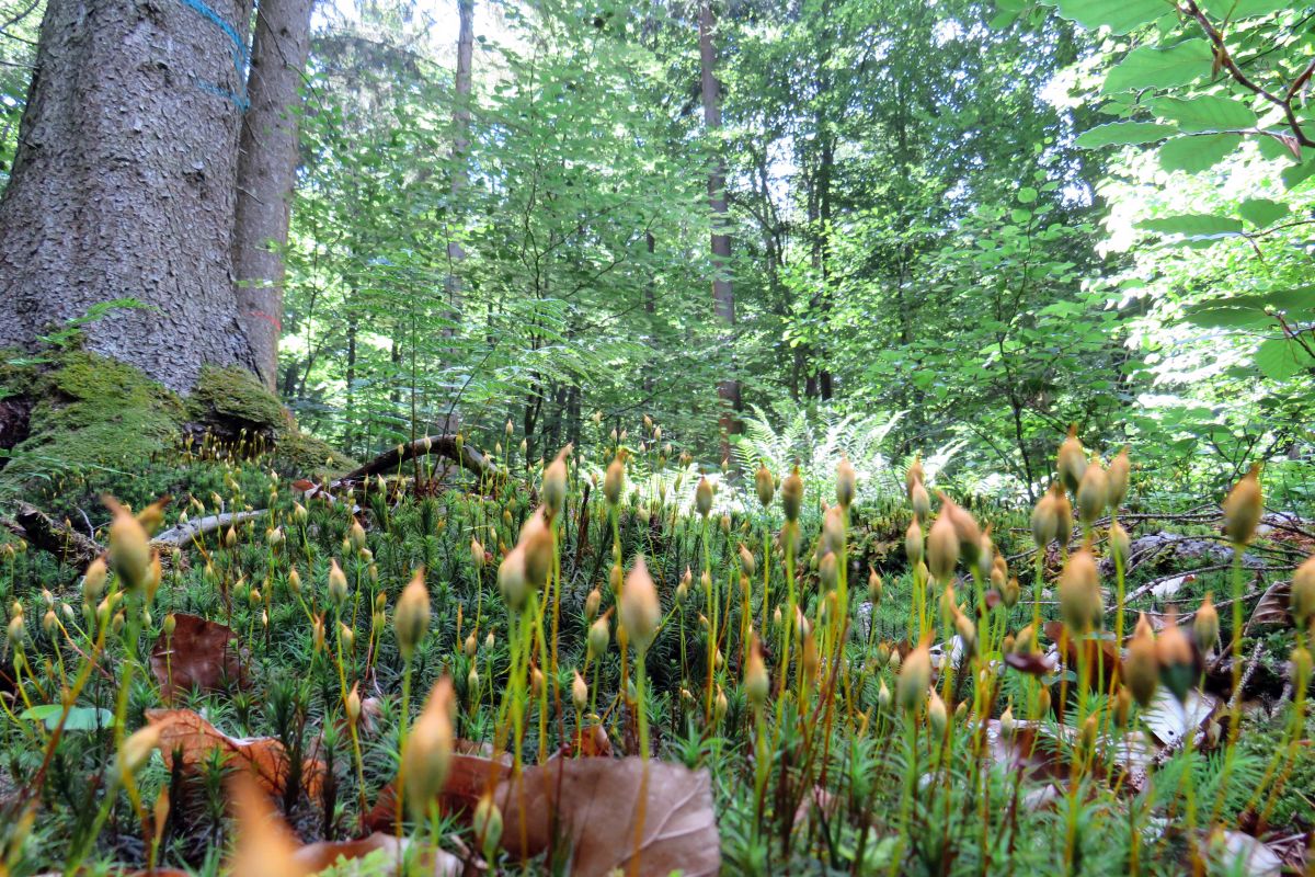 Moosboden im Wald