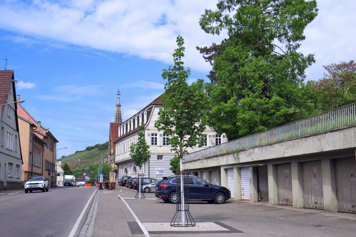 Neu gepflanzte Bäume in der Augustinerstraße