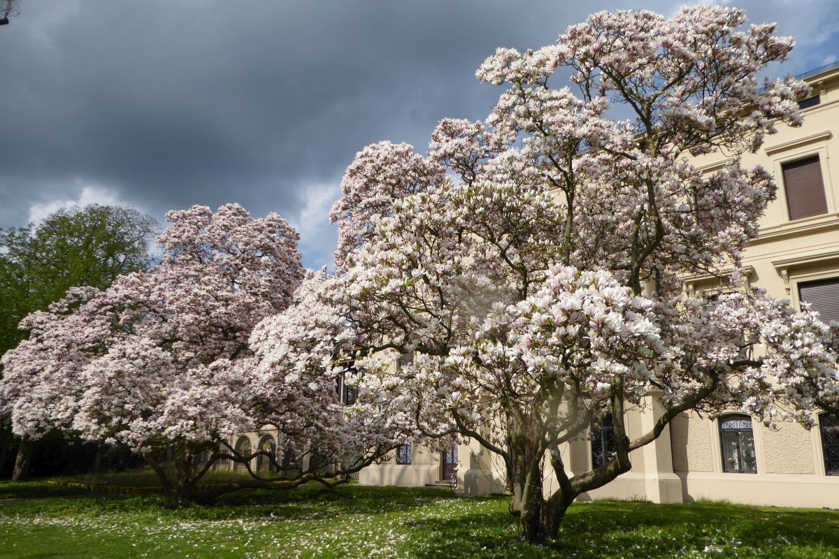 Magnolien im Merkelpark, die Villa Merkel im Hintergrund sichtbar.