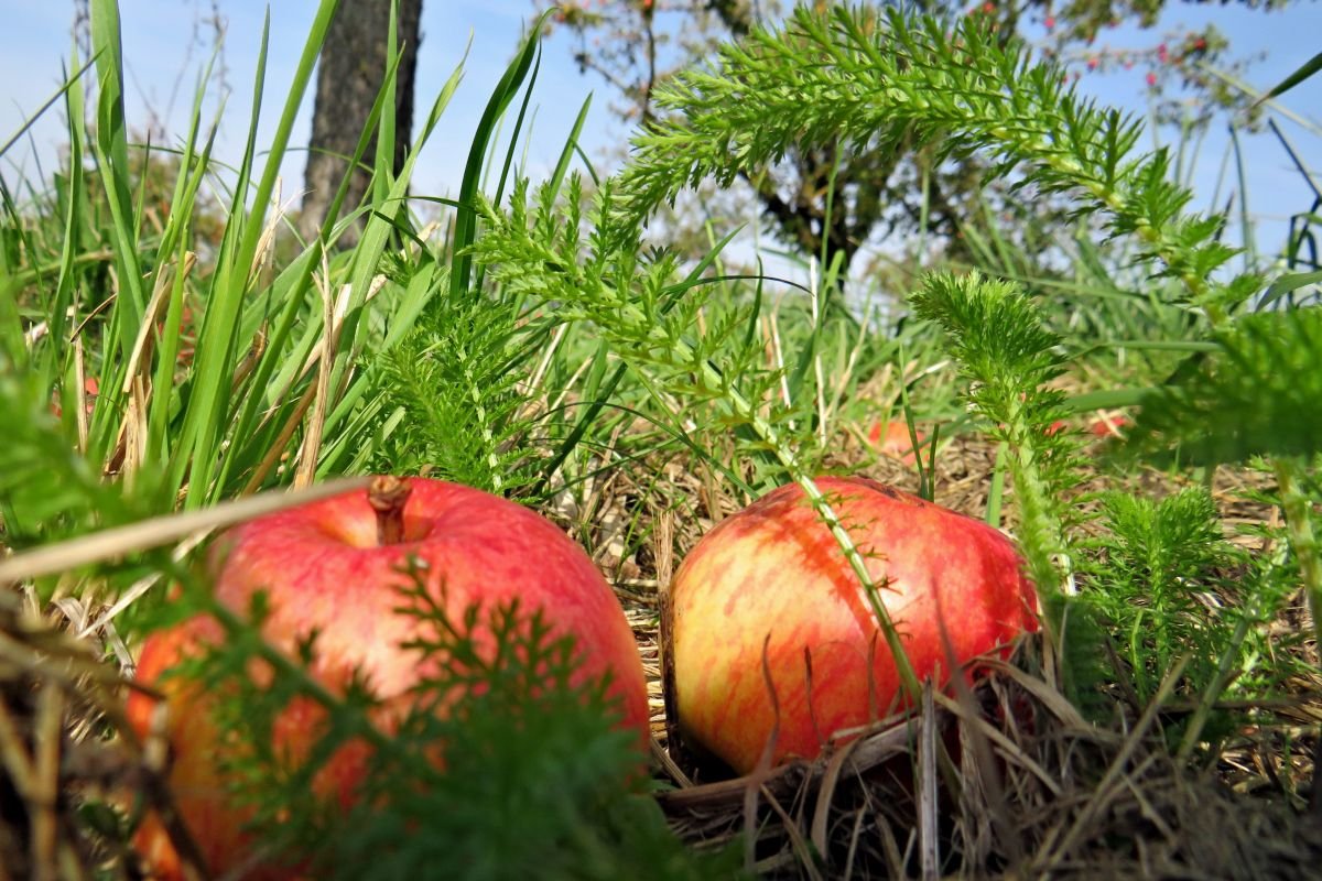 Rote Äpfel in der Wiese