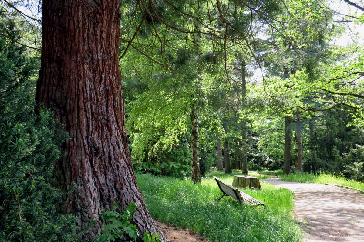Arborteum, Wiese, Bank, Bäume Arborteum, Wiese, Bank, Bäume