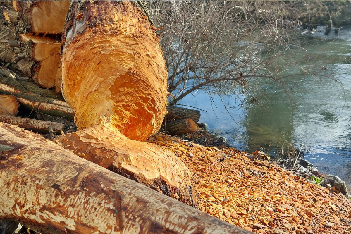 Gefällter Baum am Rossneckar