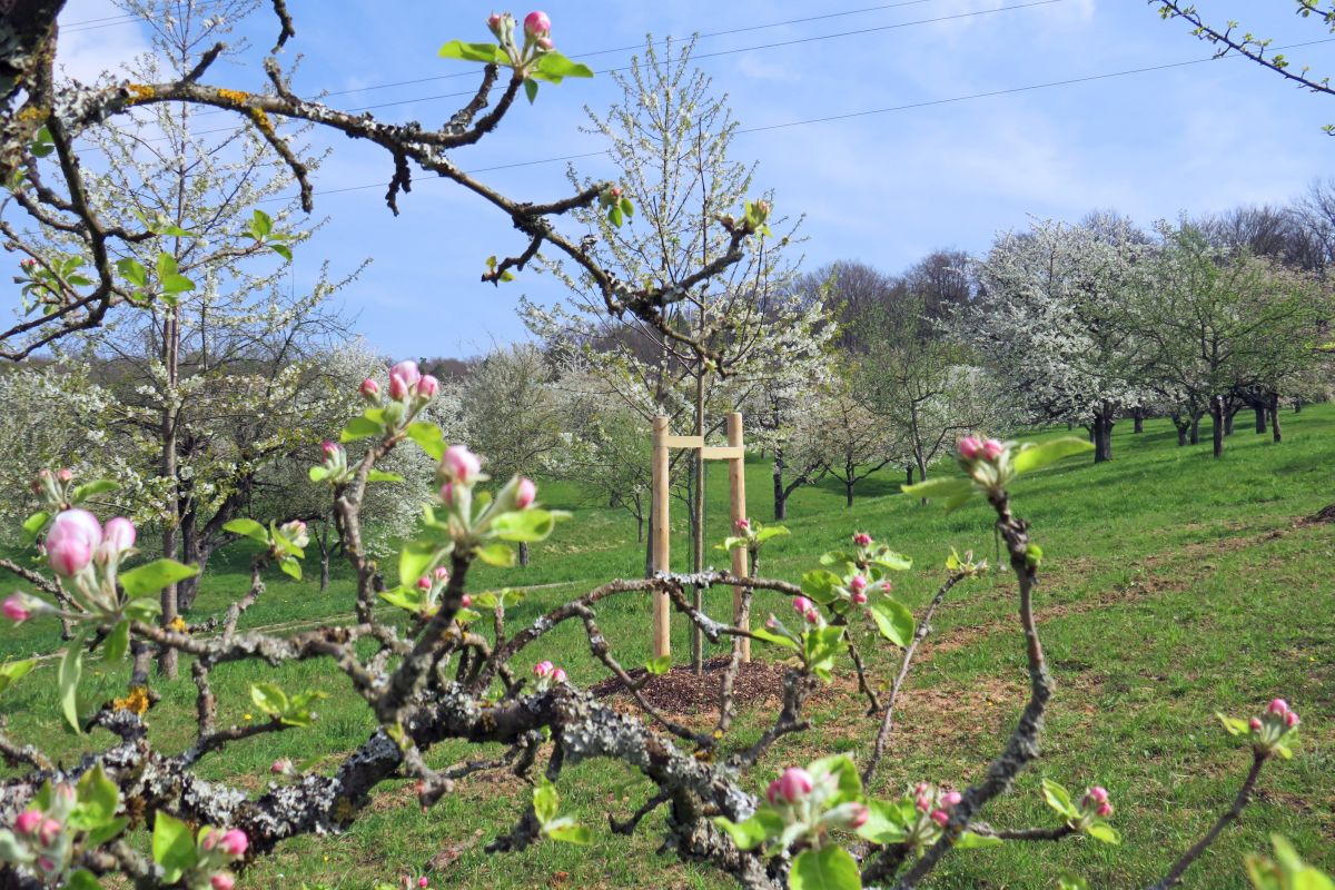 Streuobstwiese mit Jungbäumen Streuobstwiese mit Jungbäumen