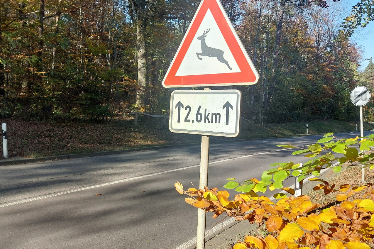 Zu sehen ist das Verkehrsschild "Achtung, Wildwechsel" an einer Straße im Wald