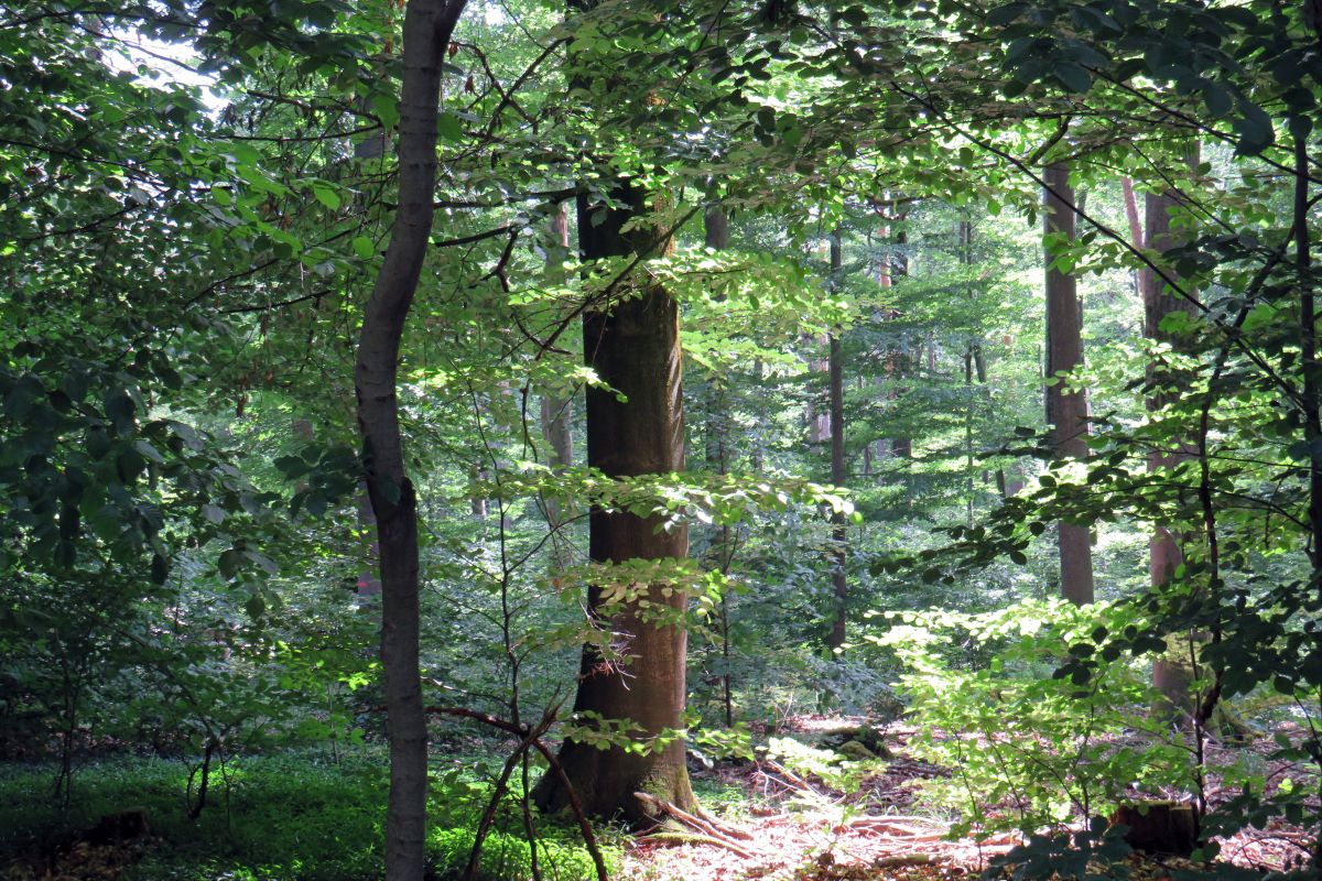 Wald im Sommer