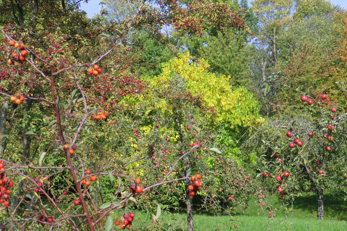 Streuobstlehrgarten Katharinenlinde, Wiese mit Streuobstbäumen