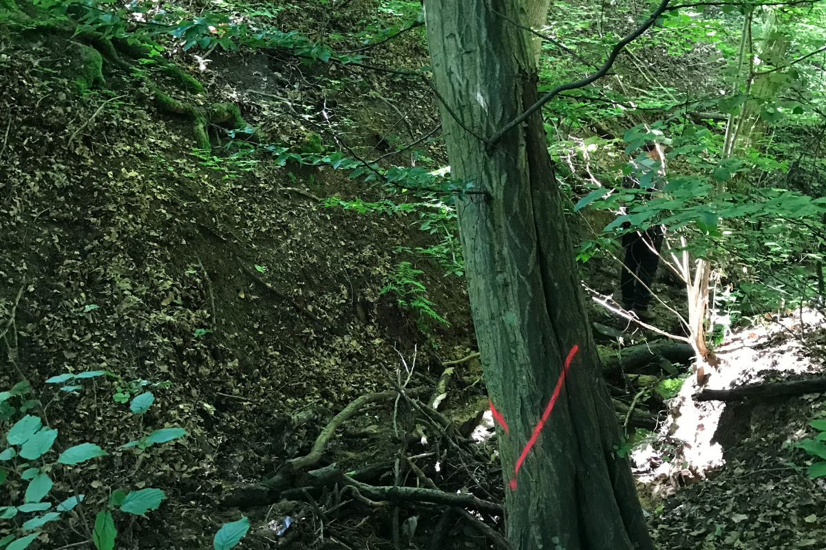 Zu sehen ist ein markierter Baum am Forstbach