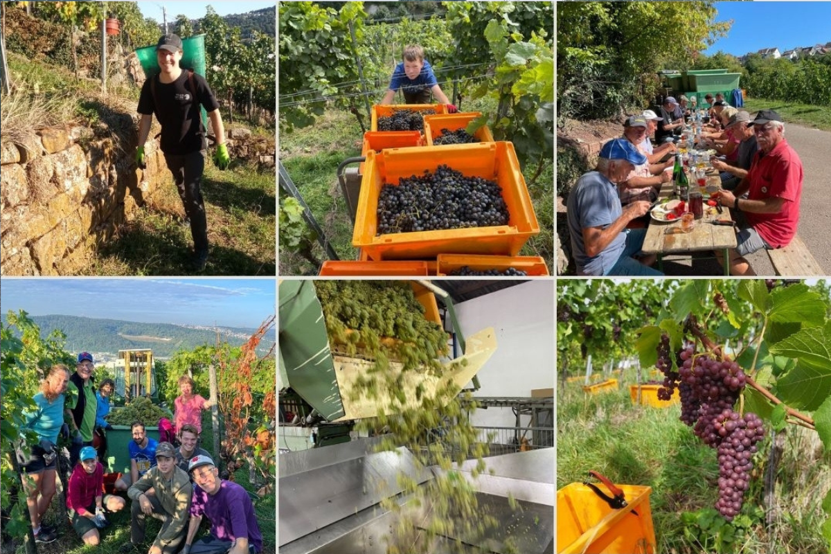 Szenen der Weinlese, Helfer mit Butte auf dem Rücken, Trauben werden ausgeschüttet, Trauben hängen am Weinstock, Helfer vespern zusammen